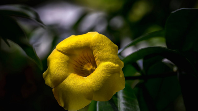 Yellow flower green leaves sunlight free wallpaper for desktop - medium preview image