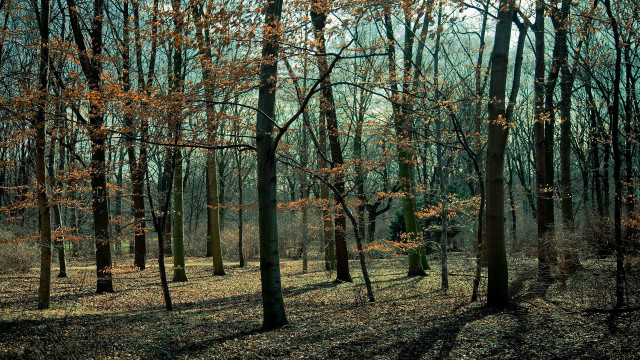 Autumn forest bench nature city free wallpaper for desktop - medium preview image