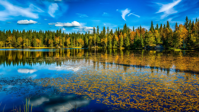Lake trees yellow leaves blue free wallpaper for desktop - medium preview image