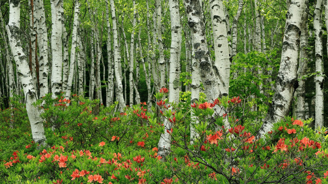 Forest flowers trees nature red free wallpaper for desktop - medium preview image