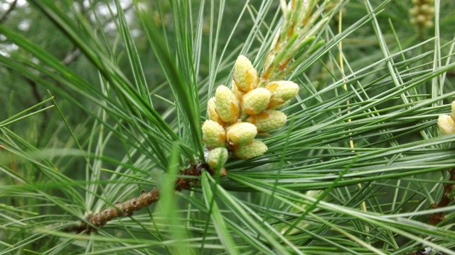 Pine cones bush green nature free wallpaper for desktop - medium preview image
