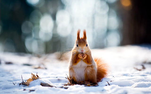 Squirrel snow bowtie smile outdoors free wallpaper for desktop - medium preview image