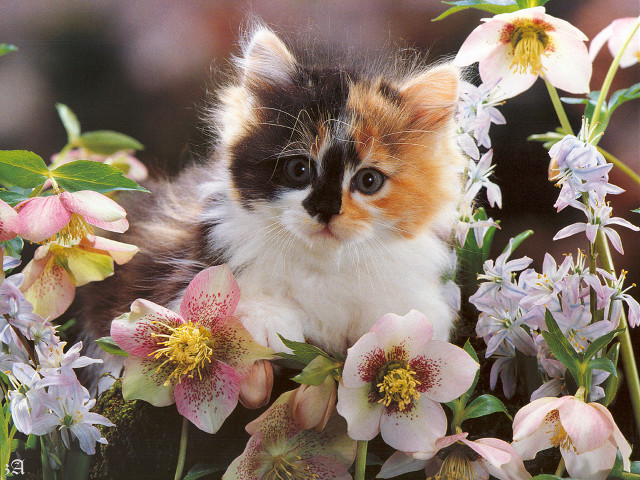 Cat sitting flower bed blurry free wallpaper for desktop - medium preview image