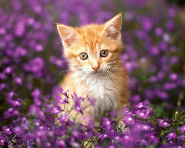 Kitten purple flowers green eyes free wallpaper for desktop - medium preview image