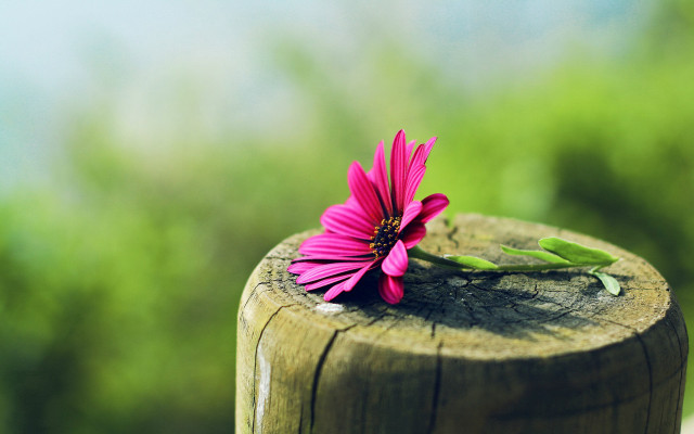 Pink flower wooden post forest free wallpaper for desktop - medium preview image