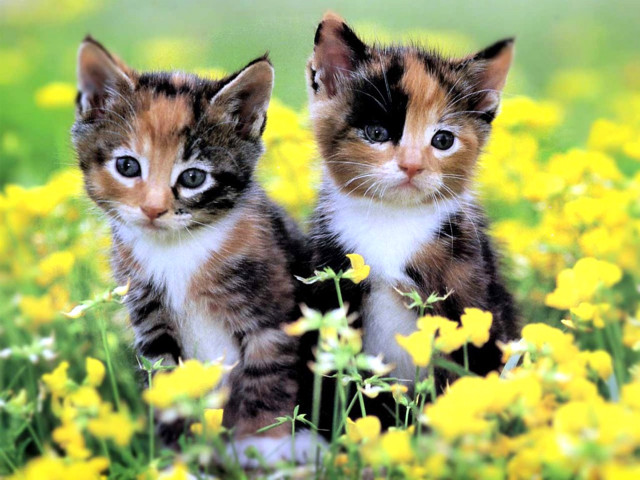 Kittens sitting field flowers daisies free wallpaper for desktop - medium preview image