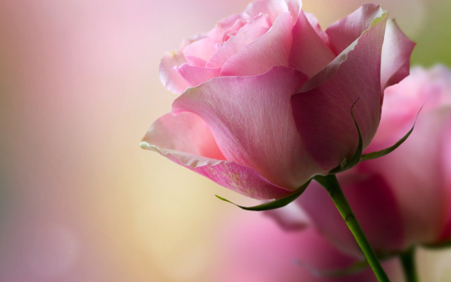 Pink rose closeup blurry background free wallpaper for desktop - medium preview image