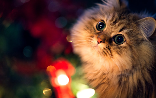 Cat christmas tree blue eyes free wallpaper for desktop - medium preview image