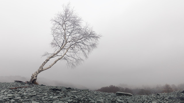 Lone tree rocky hillside foggy free wallpaper for desktop - medium preview image