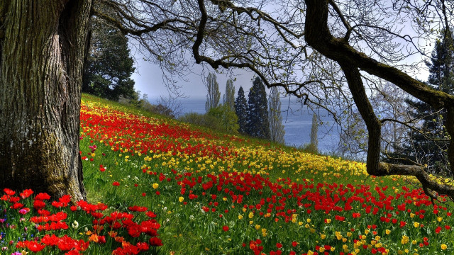 Flower field trees water sky free wallpaper for desktop - medium preview image