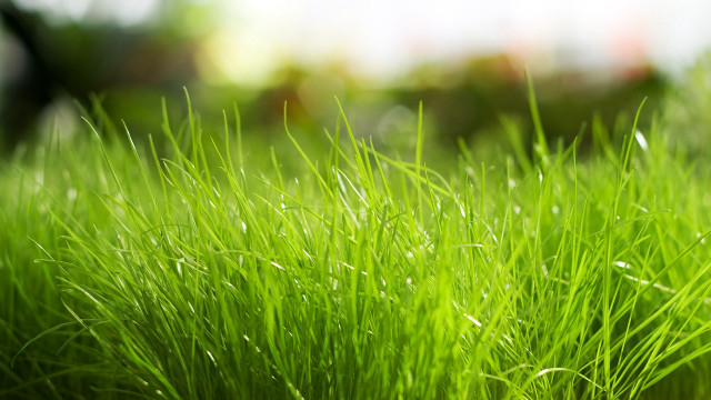 Green grass field blurry background free wallpaper for desktop - medium preview image