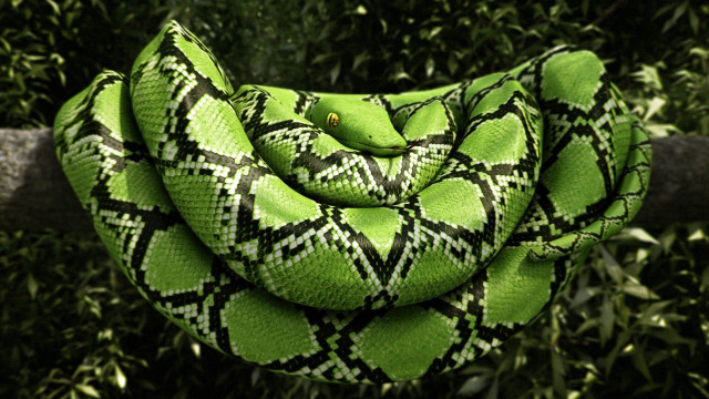 Green snake black white pattern free wallpaper for desktop - medium preview image