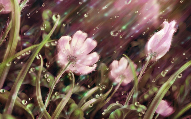 Pink flowers water droplets green #7 free wallpaper for desktop - medium preview image