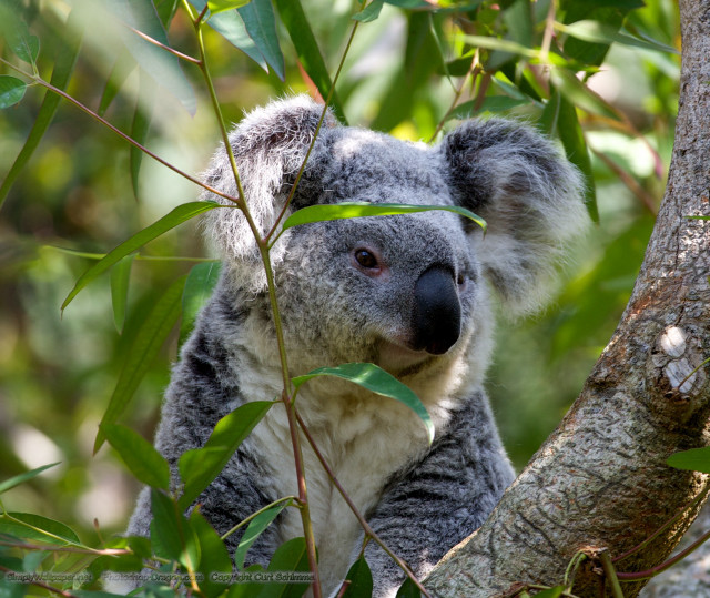 Koala bear sitting tree sad free wallpaper for desktop - medium preview image