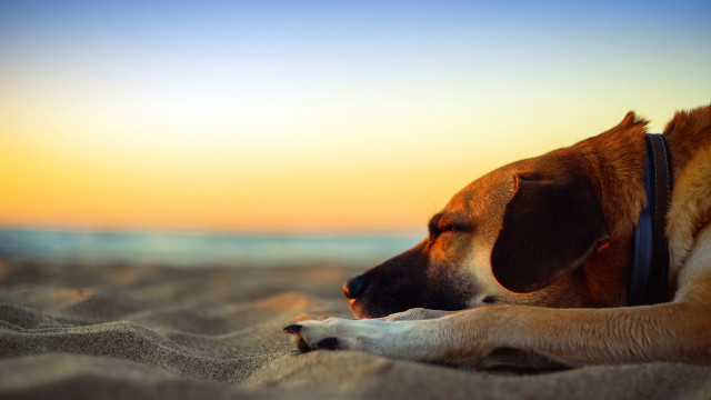 Dog sunset beach shiba inu free wallpaper for desktop - medium preview image