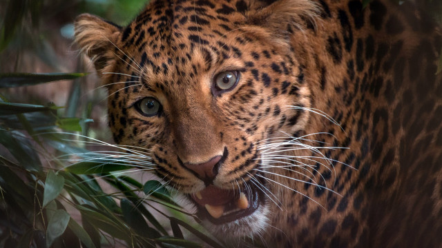 Leopard open mouth plant jigsaw free wallpaper for desktop - medium preview image
