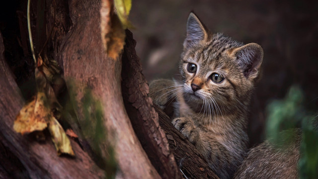 Small kitten in tree curious free wallpaper for desktop - medium preview image