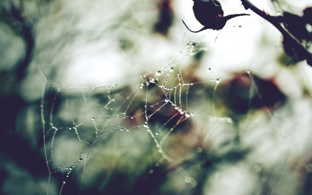 Spider web water droplets forest free wallpaper for desktop - medium preview image