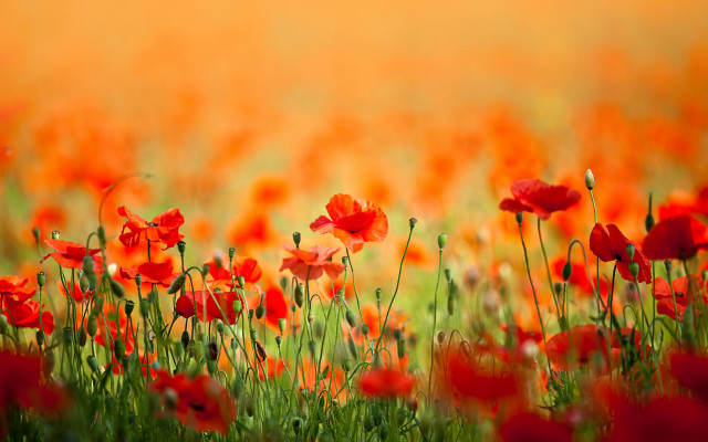 Flower field red blood fire free wallpaper for desktop - medium preview image