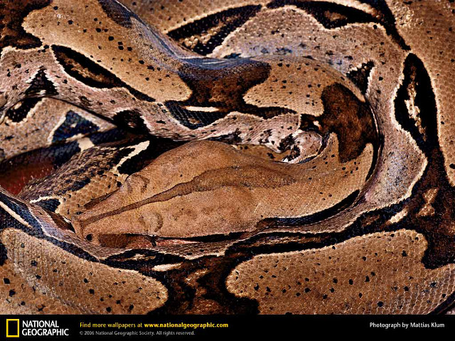 Snake closeup spotted skin black free wallpaper for desktop - medium preview image