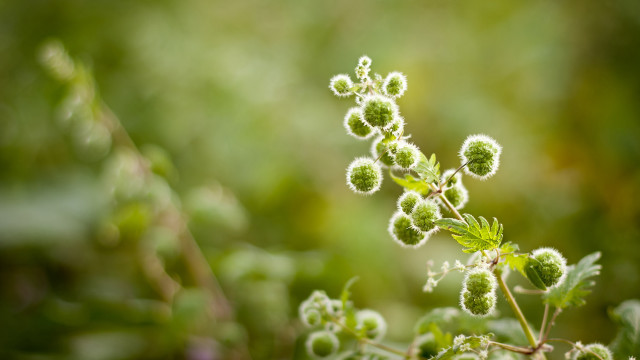 Plant leaves flowers shallowdepthfield macro free wallpaper for desktop - medium preview image