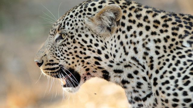 Leopard open mouth teeth wildlife free wallpaper for desktop - medium preview image