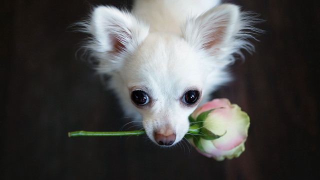 Small white dog flower mouth free wallpaper for desktop - medium preview image