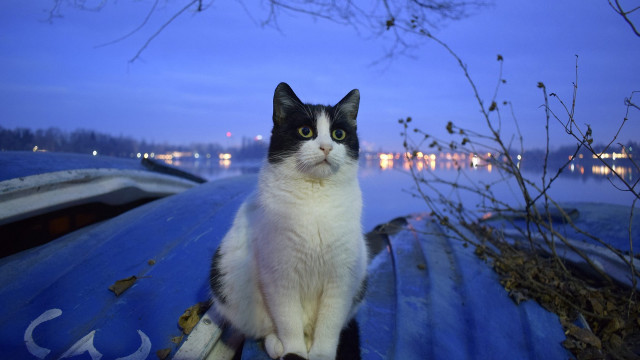 Cat boat night moon trees free wallpaper for desktop - medium preview image