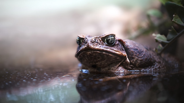 Frog sitting water sad look free wallpaper for desktop - medium preview image