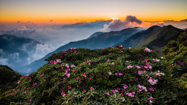 Mountain flowers sunset clouds horizon free wallpaper for desktop - medium preview image