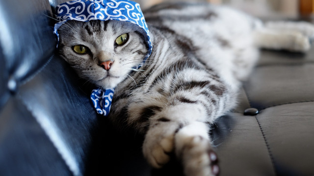 Cat serious blue bandana couch free wallpaper for desktop - medium preview image