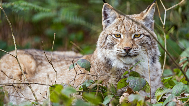 Lynx sad woods nature focus free wallpaper for desktop - medium preview image