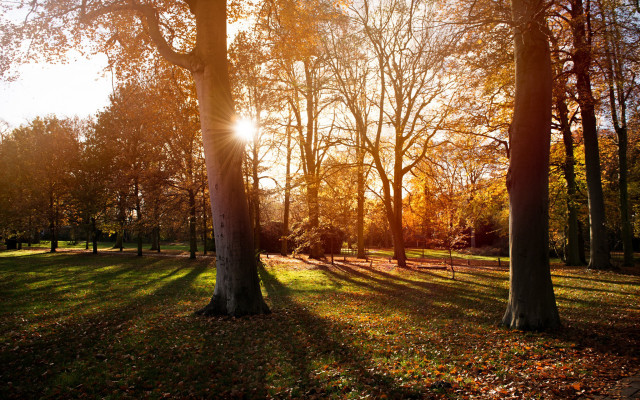 Park trees sunlight autumn leaves free wallpaper for desktop - medium preview image