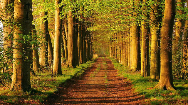 Dirt road autumn forest leaves free wallpaper for desktop - medium preview image
