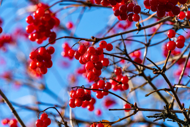 Tree berries blue sky autumn free wallpaper for desktop - medium preview image