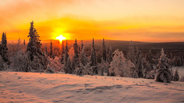 Sunset snowy forest skiers bush free wallpaper for desktop - medium preview image