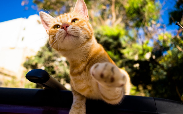 Cat roof car looking up free wallpaper for desktop - medium preview image