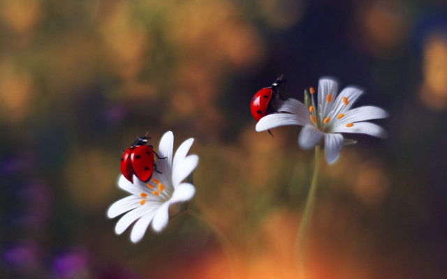 Ladybug white flower bokeh macro free wallpaper for desktop - medium preview image
