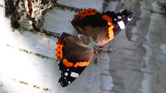 Butterfly tree branch sun ecological free wallpaper for desktop - medium preview image