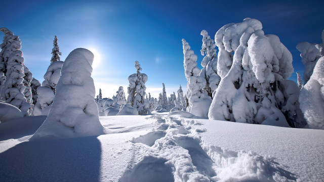 Snow forest sun footprints winter free wallpaper for desktop - medium preview image