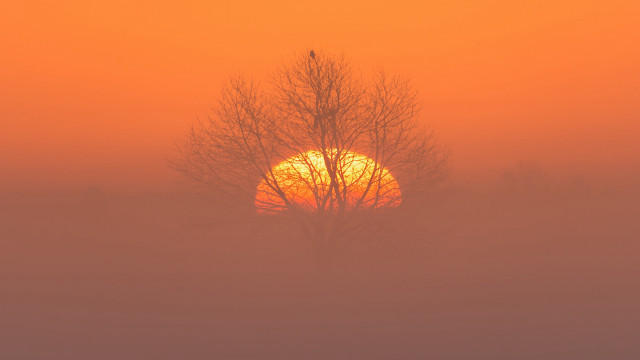 Foggy sunrise tree bird autumn free wallpaper for desktop - medium preview image