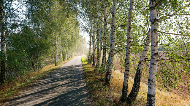 Forest road trees grass nature free wallpaper for desktop - medium preview image