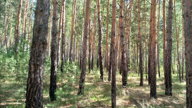 Forest city skyline trees grass free wallpaper for desktop - medium preview image
