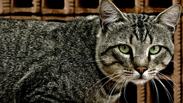 Black cat green eyes brick free wallpaper for desktop - medium preview image