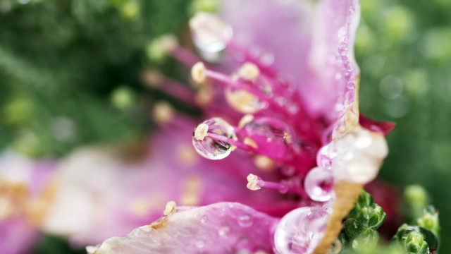 Flower water drops macro bokeh #2 free wallpaper for desktop - medium preview image