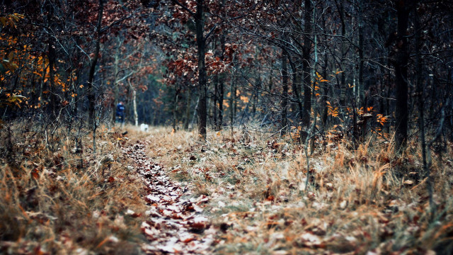 Woods path autumn leaves bare free wallpaper for desktop - medium preview image