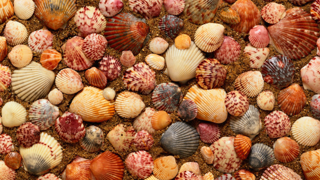 Colorful shells beach sand lanterns free wallpaper for desktop - medium preview image