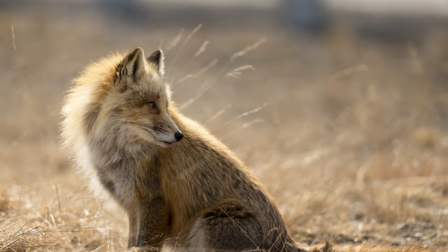 Furry dog field drygrass looking free wallpaper for desktop - medium preview image