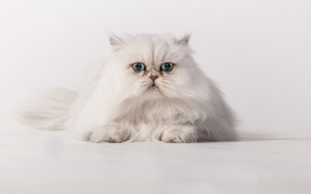 White cat blue eyes rococo #2 free wallpaper for desktop - medium preview image