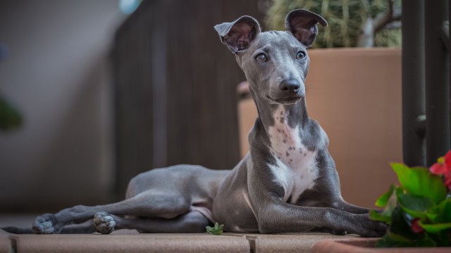 Dog plant potted rose blurry free wallpaper for desktop - medium preview image